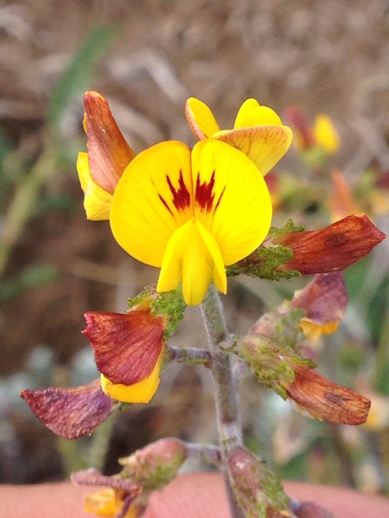 Adesmia emarginata photo 5