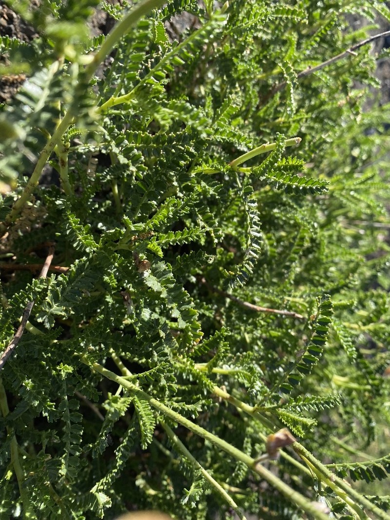 Adesmia emarginata photo 6