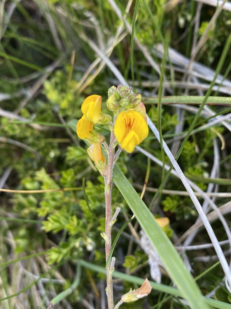 Adesmia emarginata photo 7