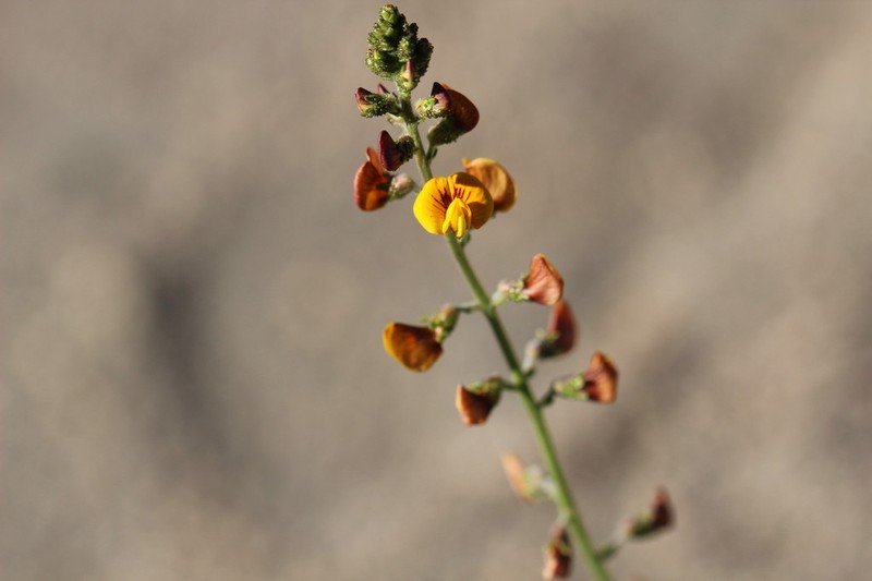 Adesmia emarginata photo 8