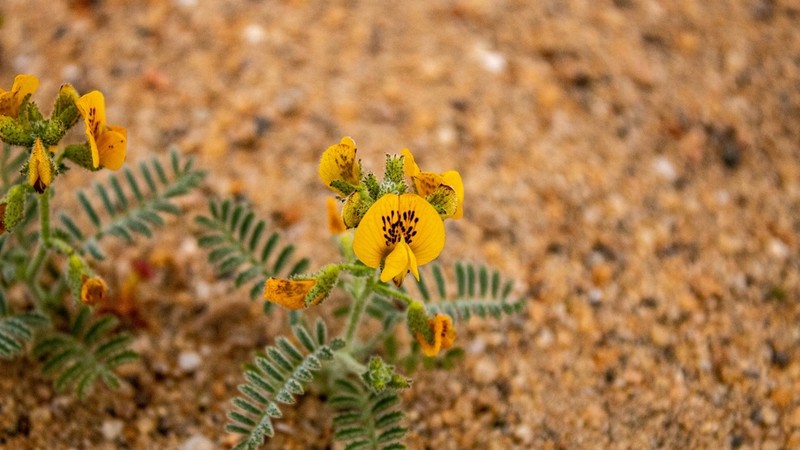 Adesmia eremophila