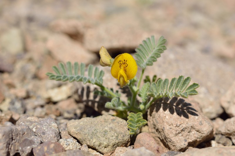 Adesmia eremophila photo 2