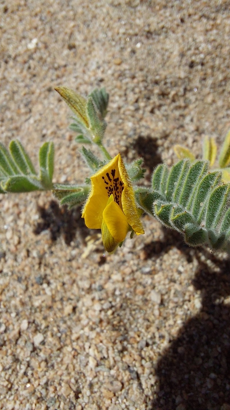 Adesmia eremophila photo 3