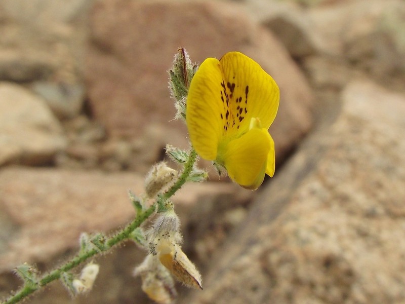 Adesmia eremophila photo 4