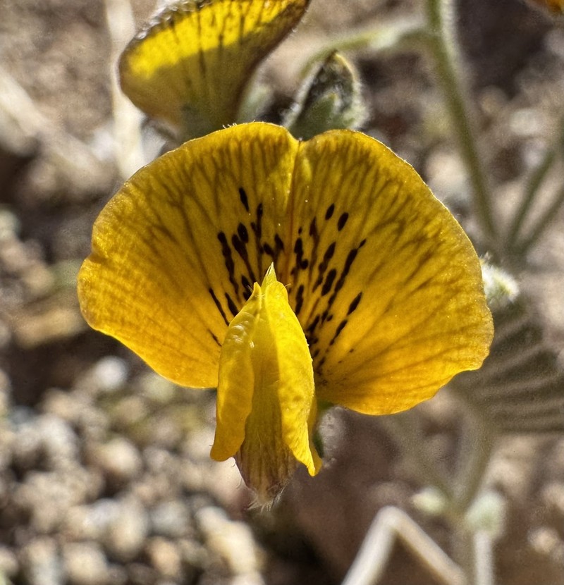 Adesmia eremophila photo 5