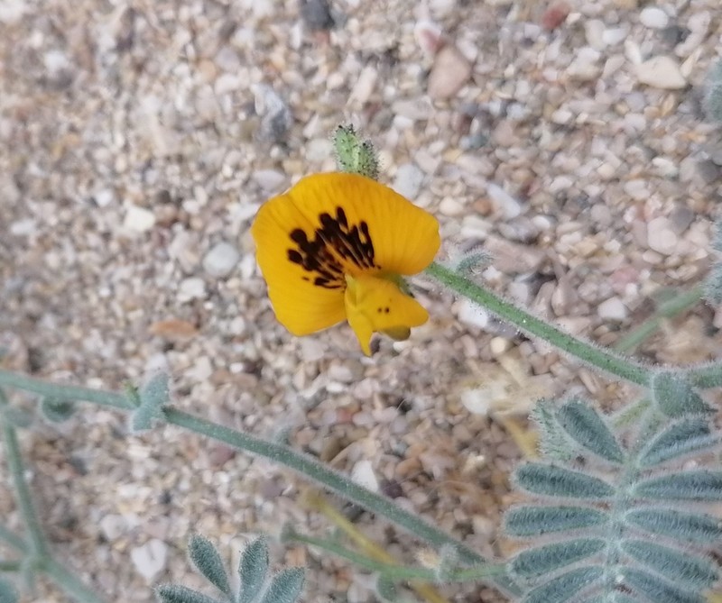 Adesmia eremophila photo 6