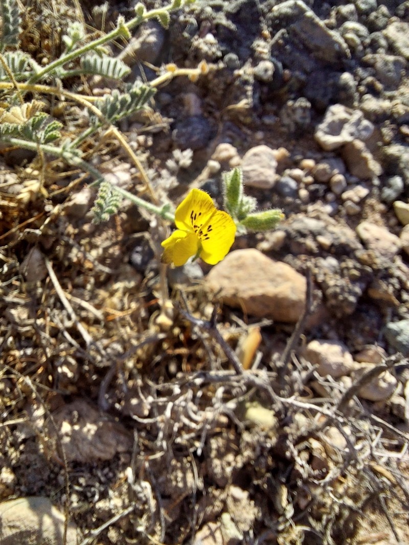 Adesmia eremophila photo 7
