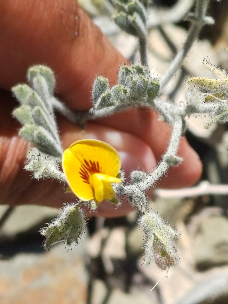 Adesmia eremophila photo 8
