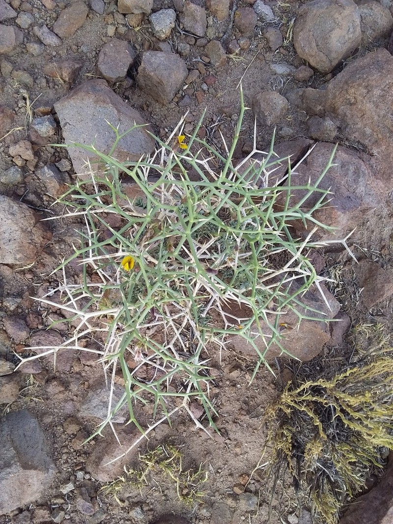 Adesmia erinacea