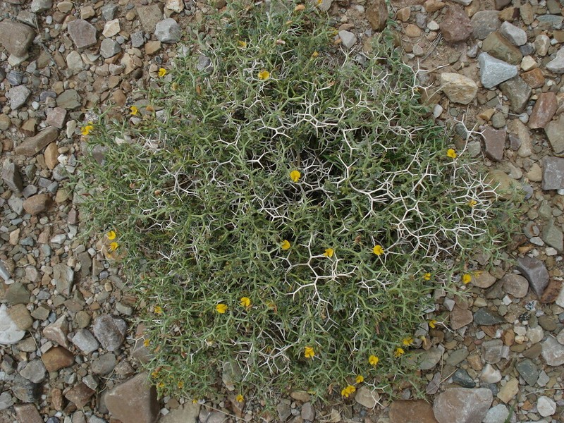 Adesmia erinacea photo 3