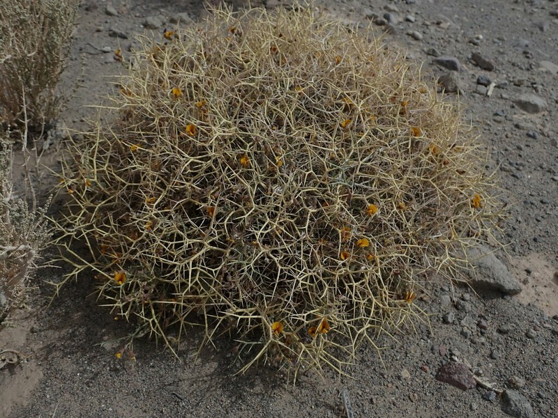 Adesmia erinacea photo 4