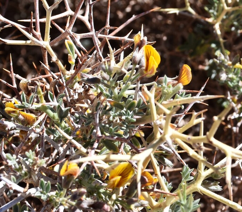 Adesmia erinacea photo 5