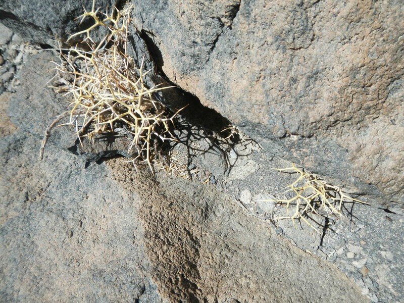 Adesmia erinacea photo 6