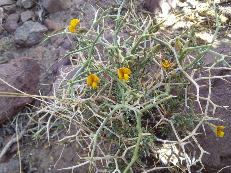 Adesmia erinacea photo 7