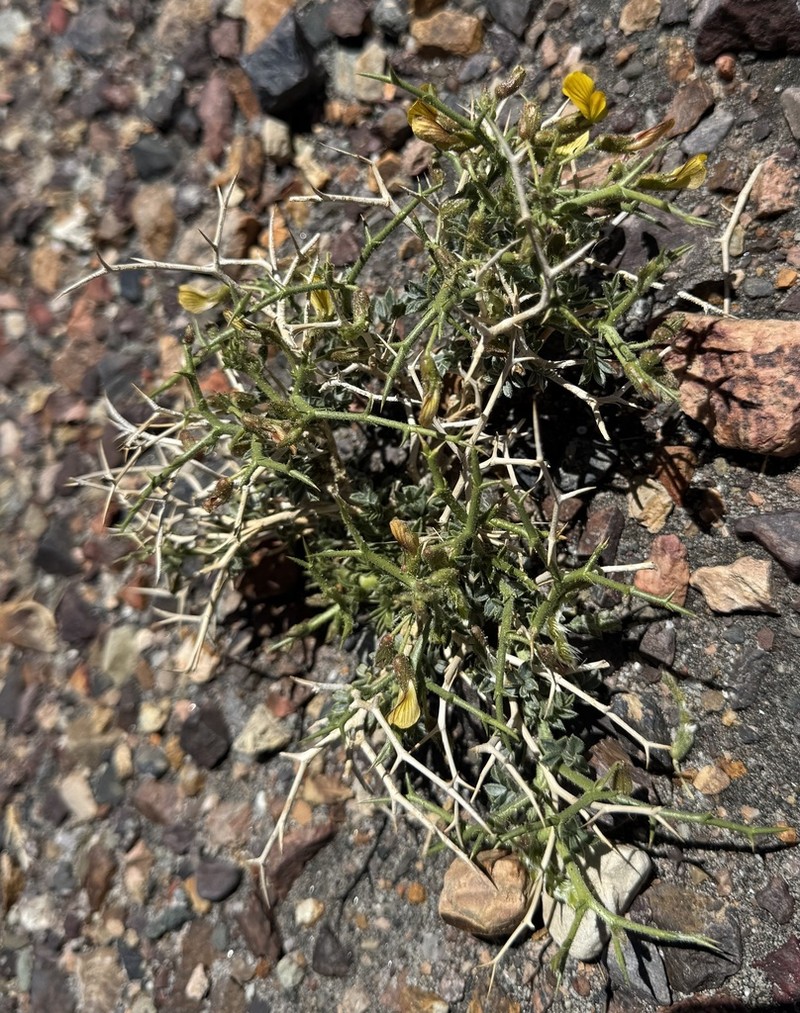 Adesmia erinacea photo 8