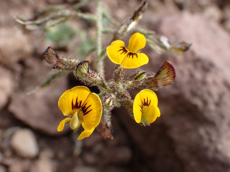 Adesmia exilis