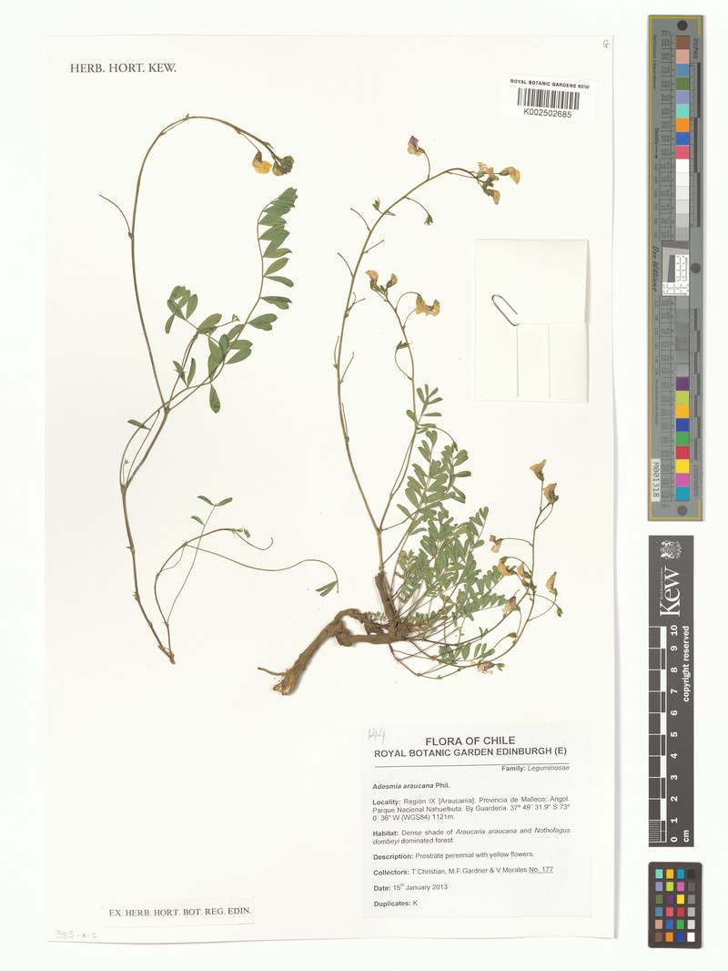 Adesmia filicaulis