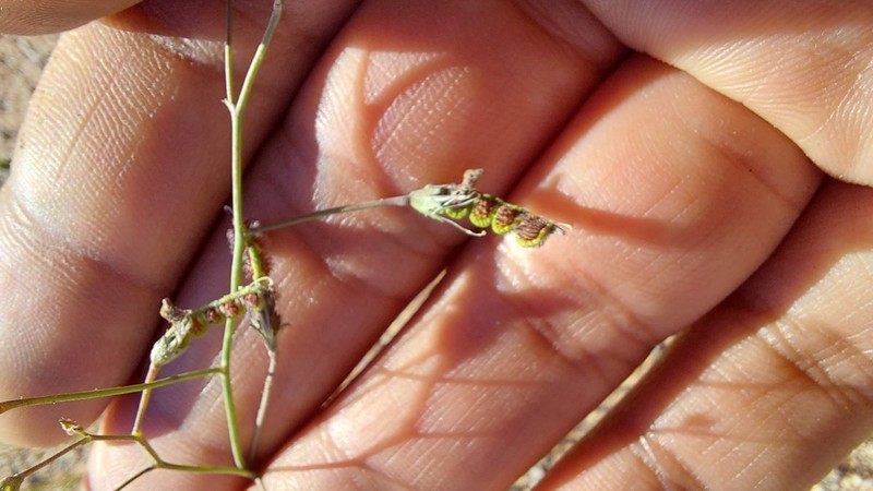 Adesmia filifolia photo 2