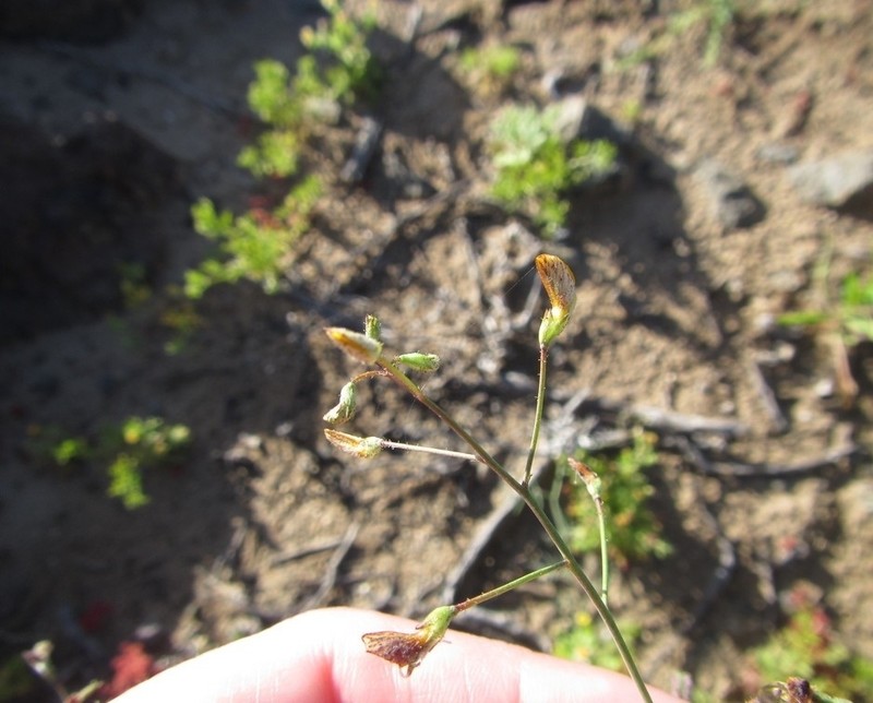 Adesmia filifolia photo 3