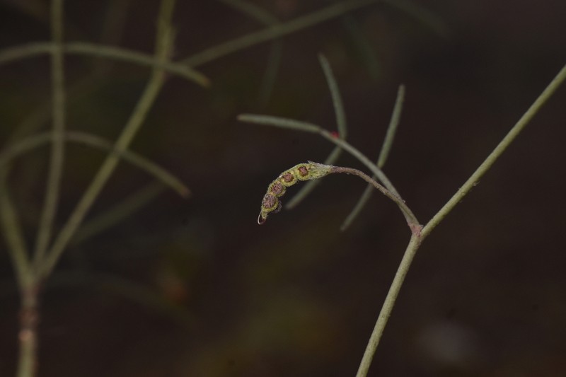 Adesmia filifolia photo 4