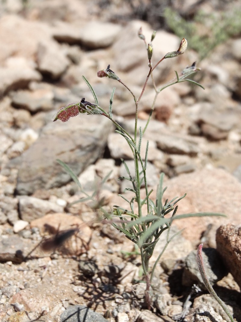 Adesmia filifolia photo 5
