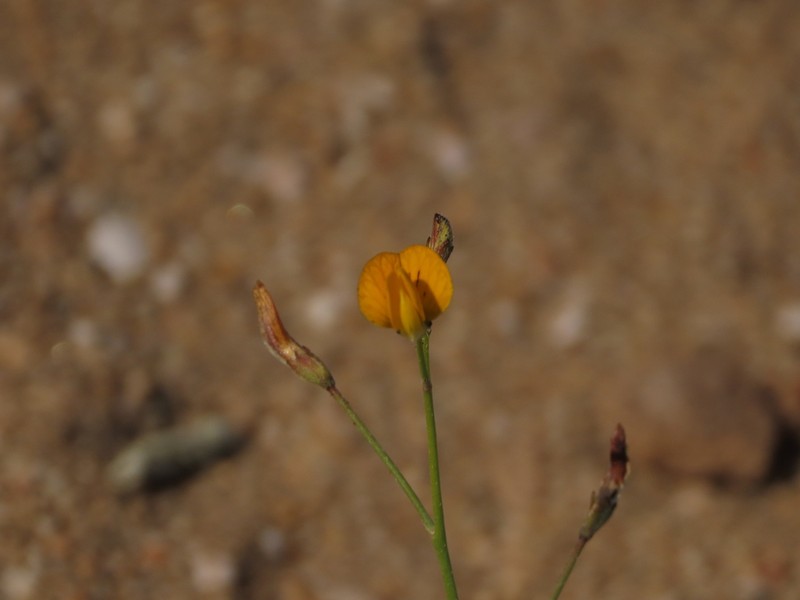 Adesmia filifolia photo 6