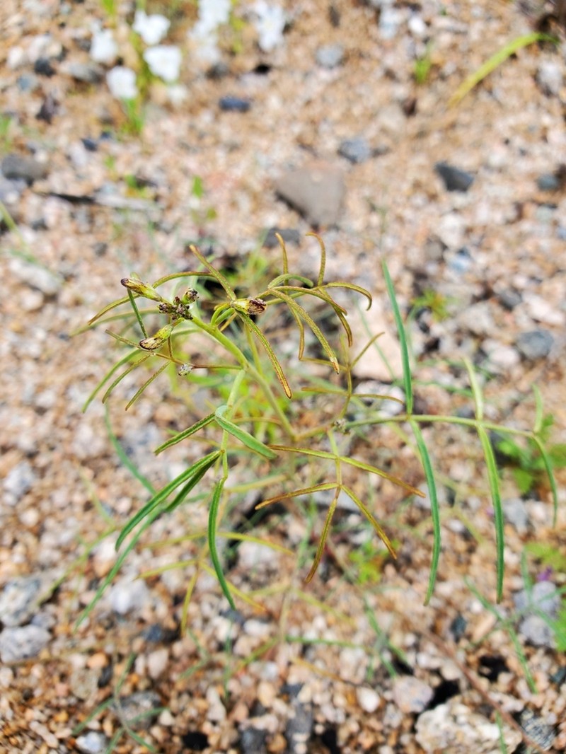 Adesmia filifolia photo 7
