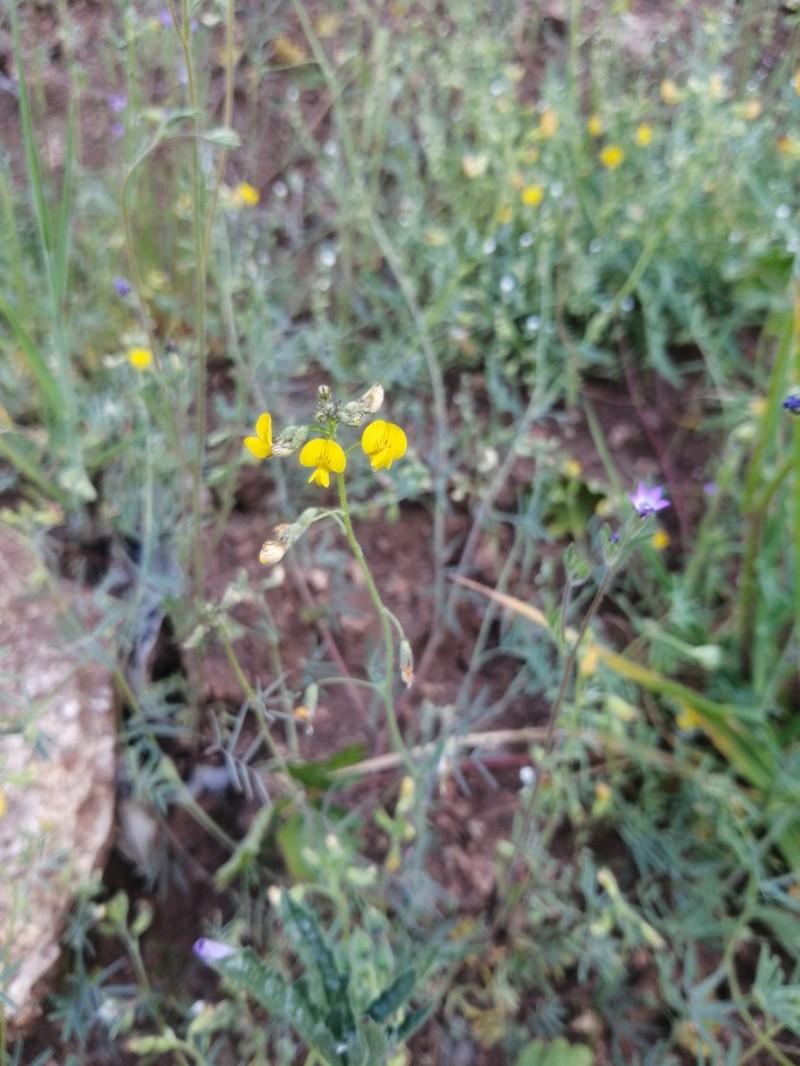 Adesmia filifolia photo 8