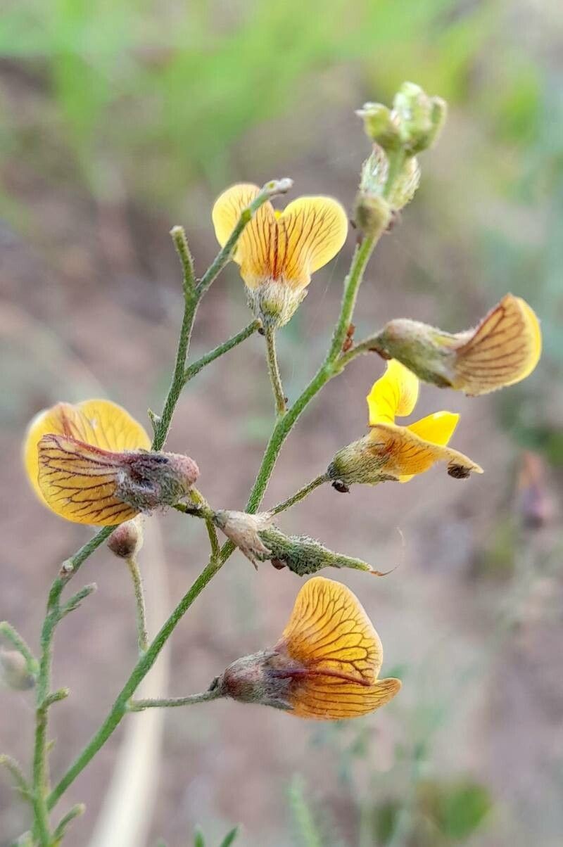Adesmia filipes photo 5