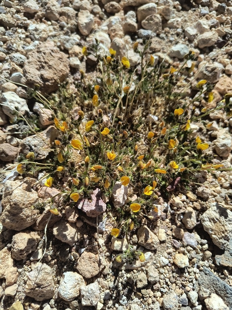 Adesmia frigida