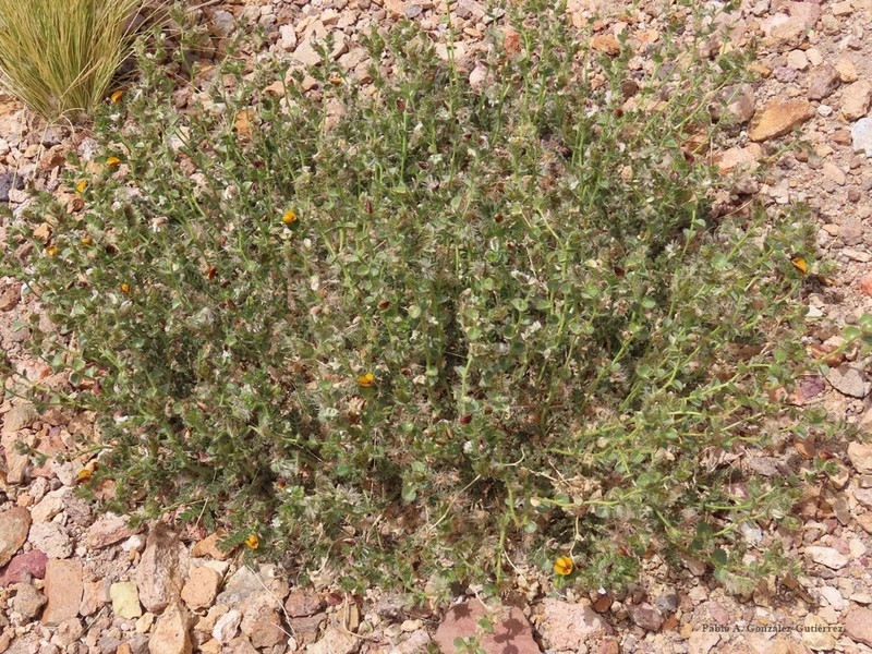 Adesmia frigida photo 2