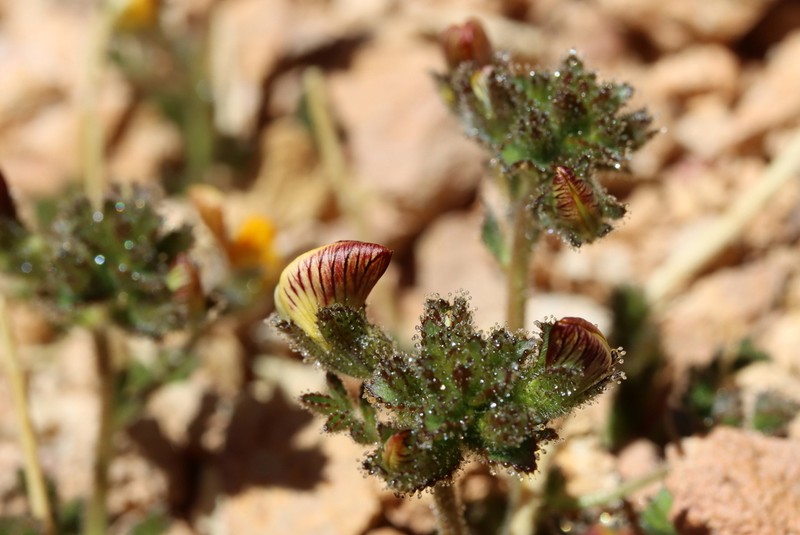 Adesmia frigida photo 3