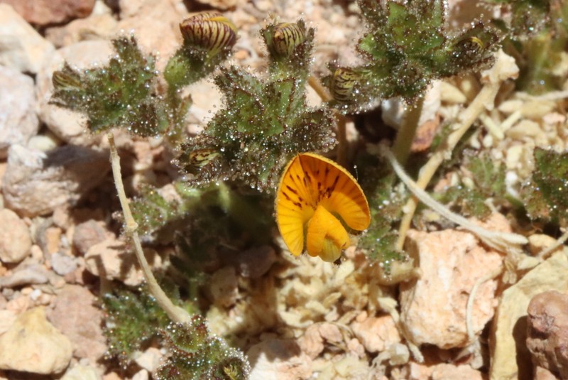 Adesmia frigida photo 4