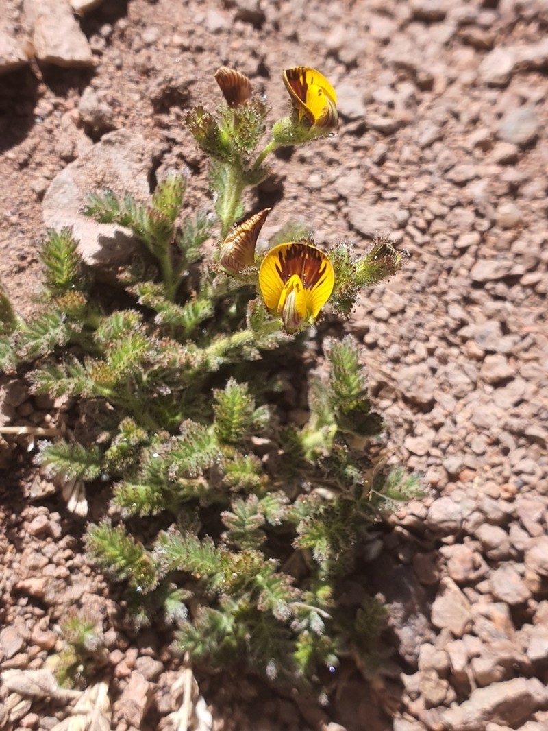 Adesmia frigida photo 5