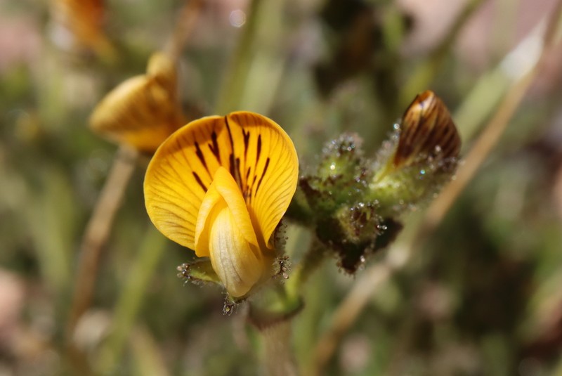 Adesmia frigida photo 6