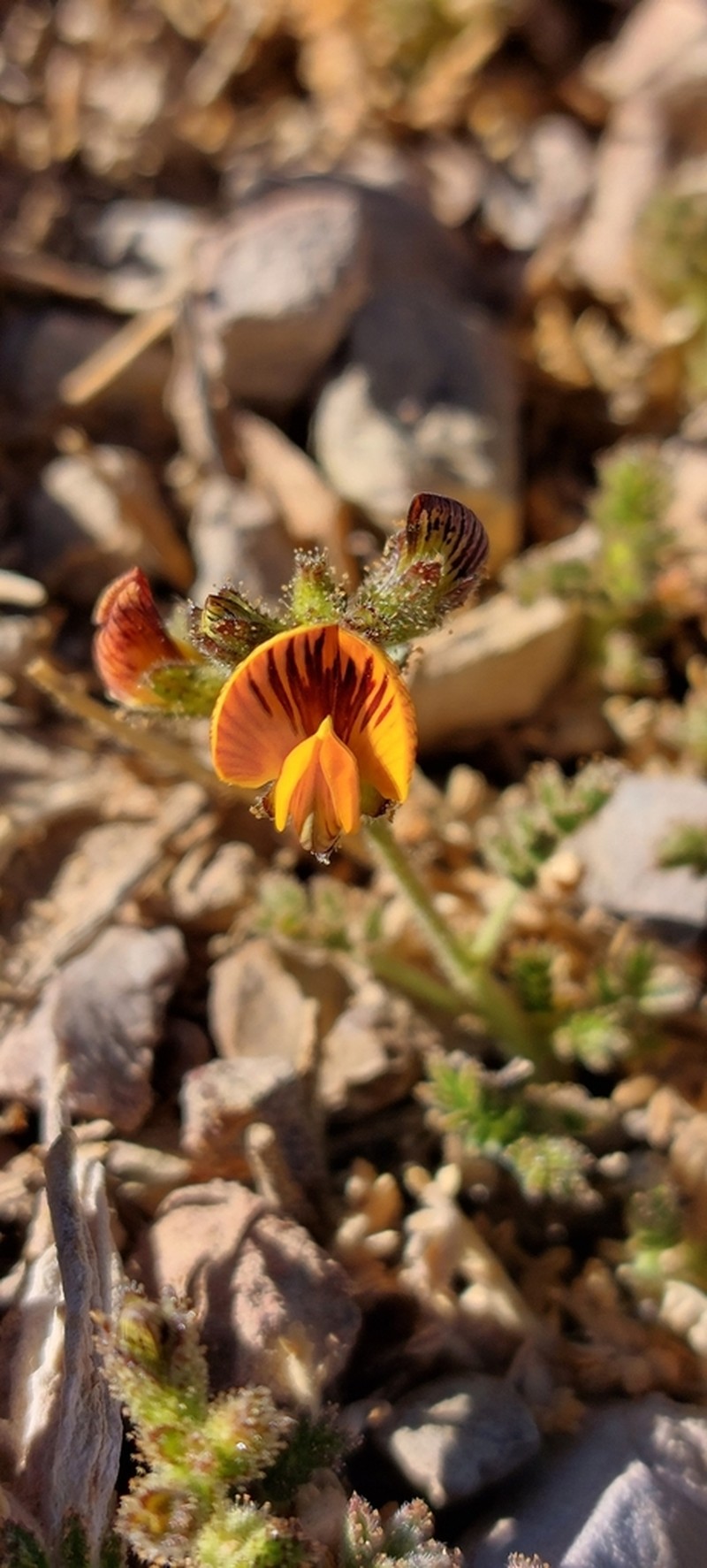 Adesmia frigida photo 7