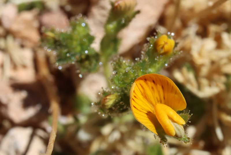 Adesmia frigida photo 8