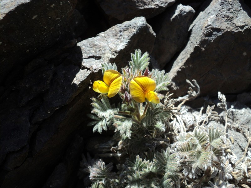 Adesmia fuentesii photo 2