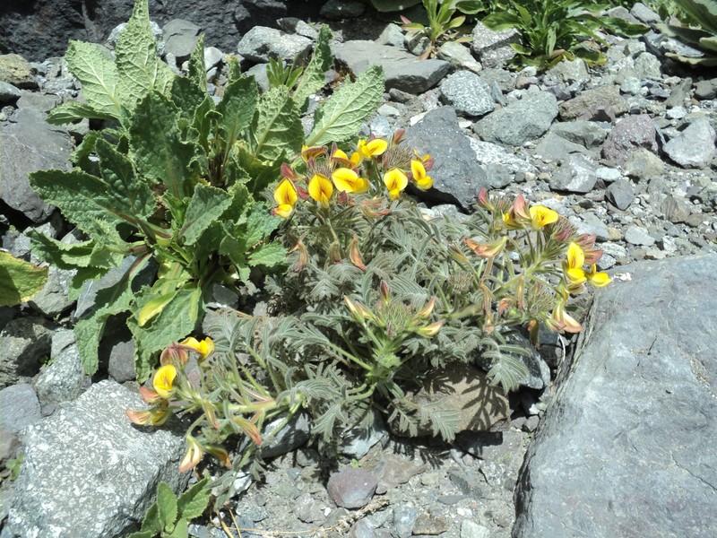 Adesmia fuentesii photo 3