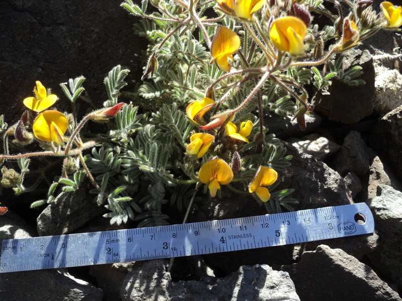 Adesmia fuentesii photo 4