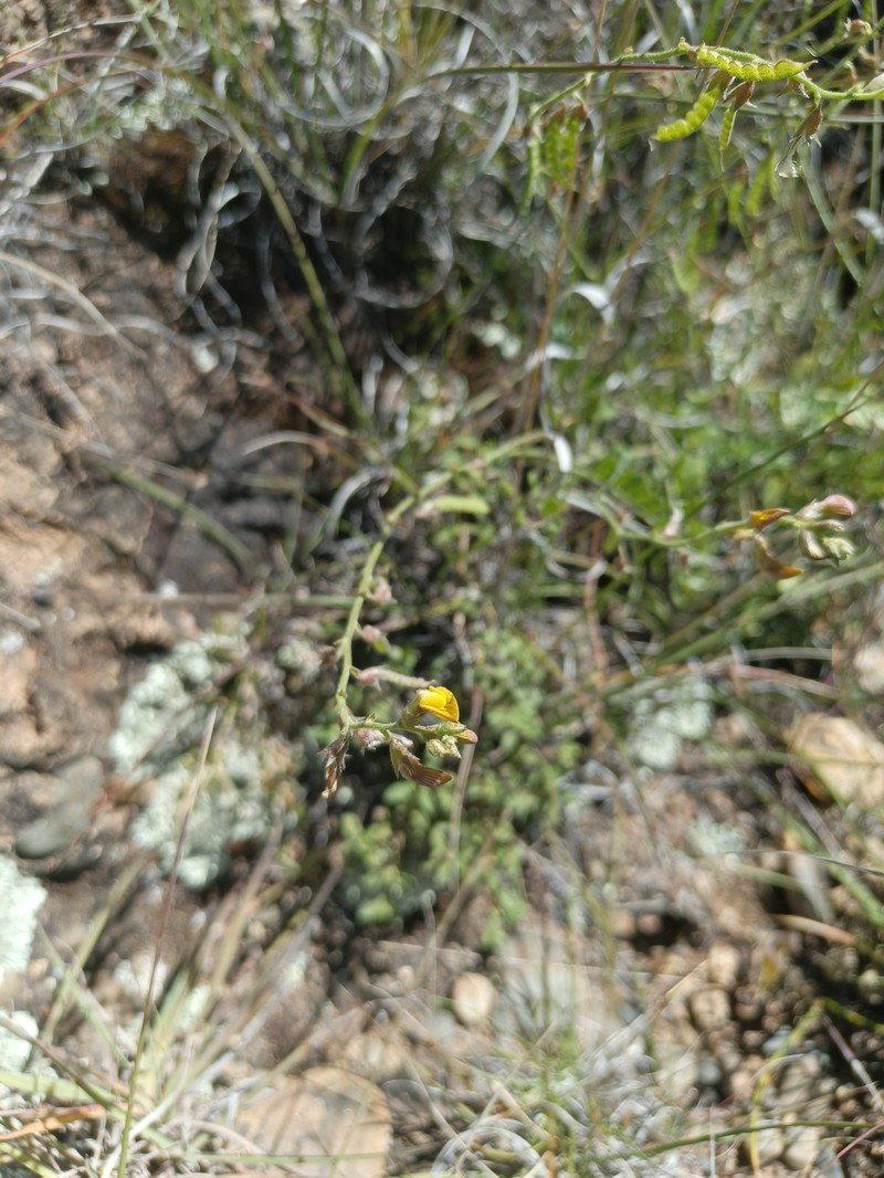 Adesmia gilliesii