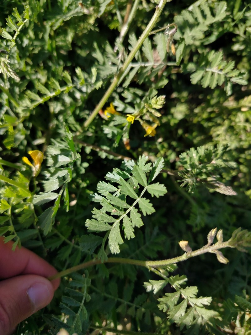 Adesmia gilliesii photo 2