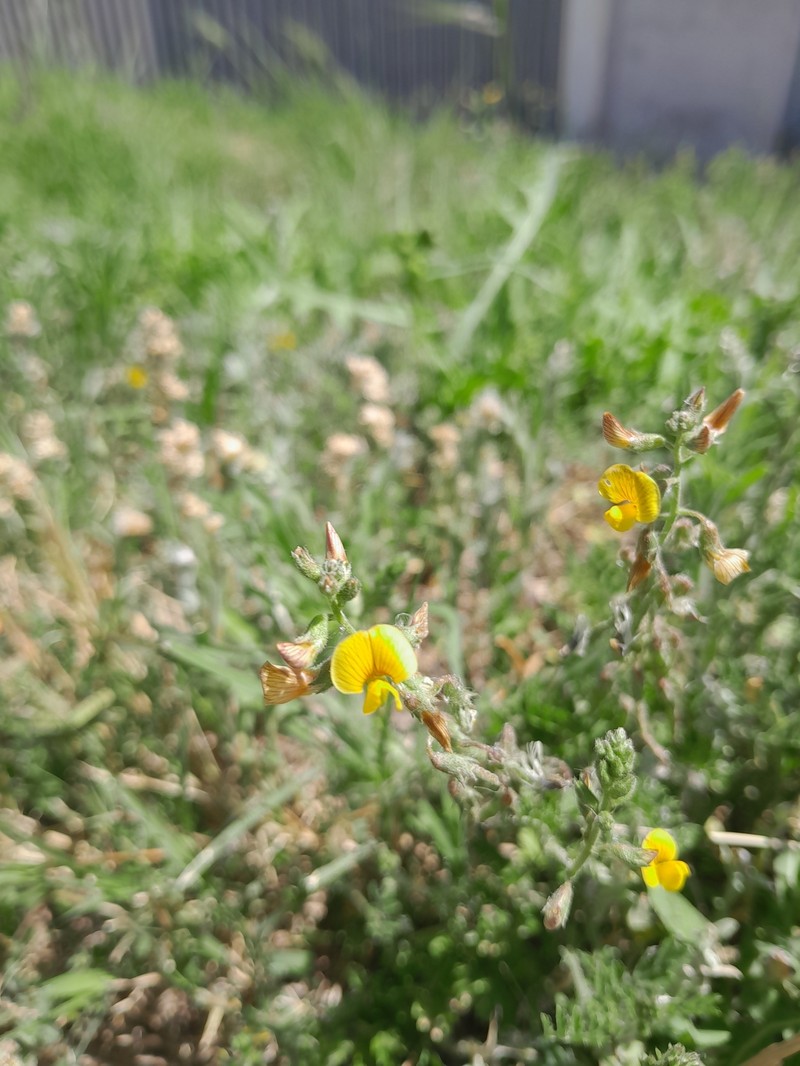 Adesmia gilliesii photo 3