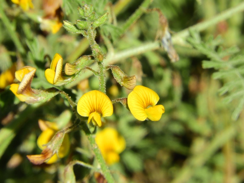 Adesmia gilliesii photo 6