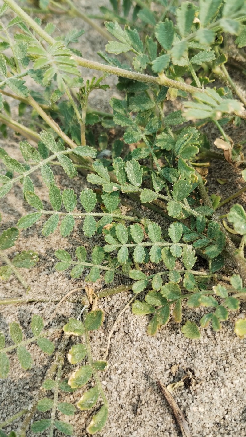Adesmia gilliesii photo 8
