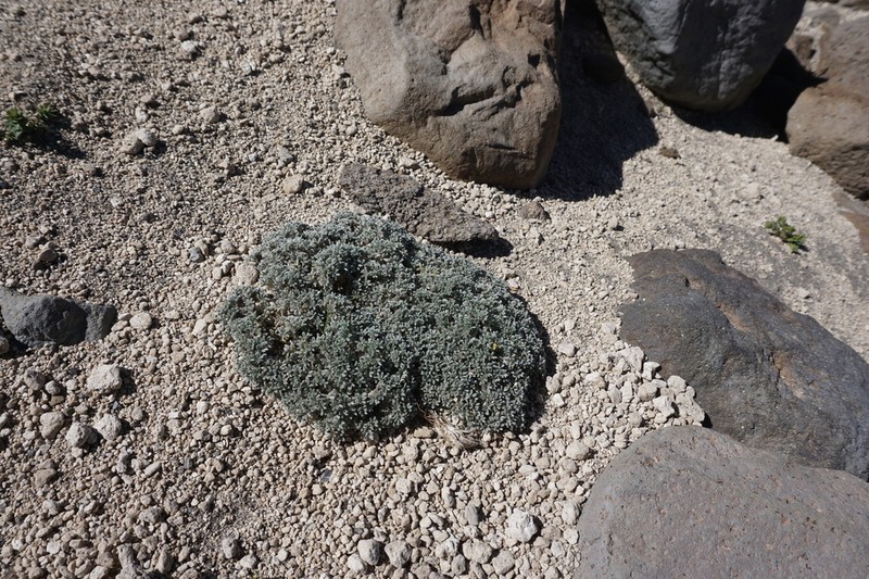 Adesmia glomerula