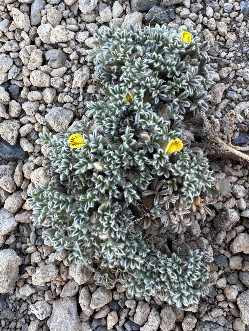Adesmia glomerula photo 2