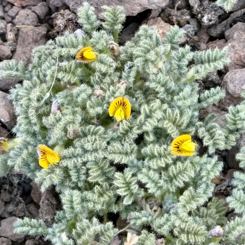 Adesmia glomerula photo 3