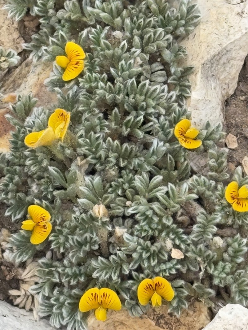 Adesmia glomerula photo 4