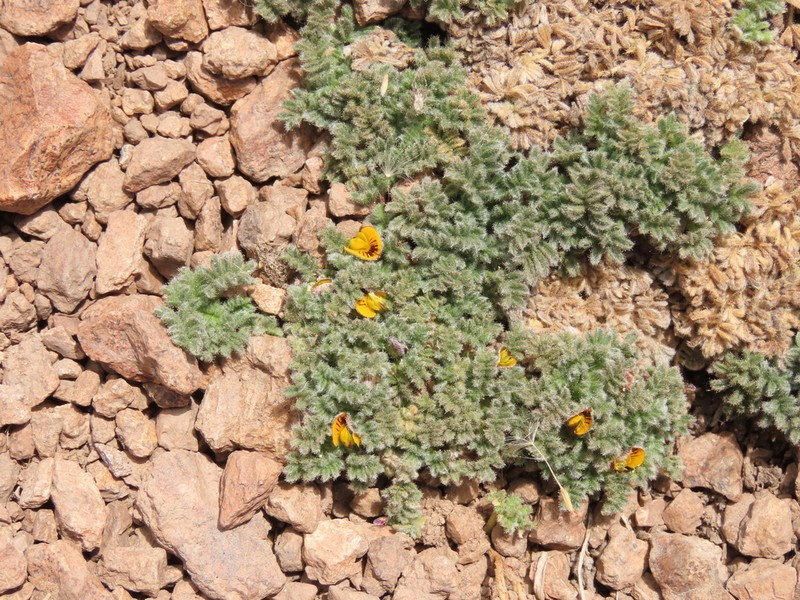 Adesmia glomerula photo 6